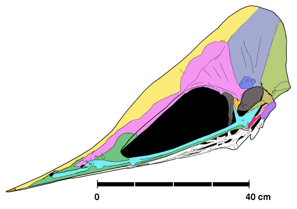 Tupuxuara  juvenile