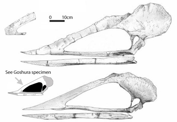 Tupuxuara skulls