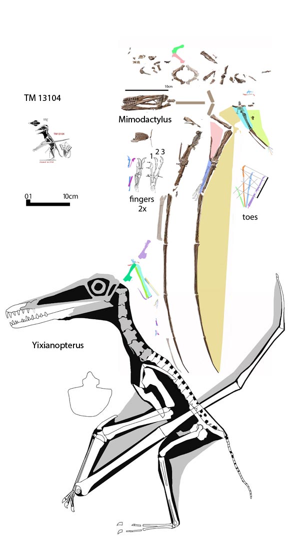 Yixianopterus