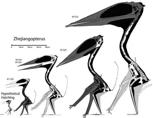 Zhejiangopterus maturation with juveniles