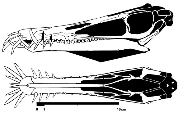 Angustinaripterus