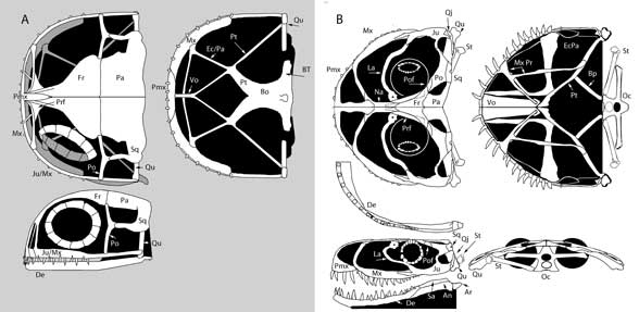 The SMNS specimen of Anurognathus, skull reconstructions compared