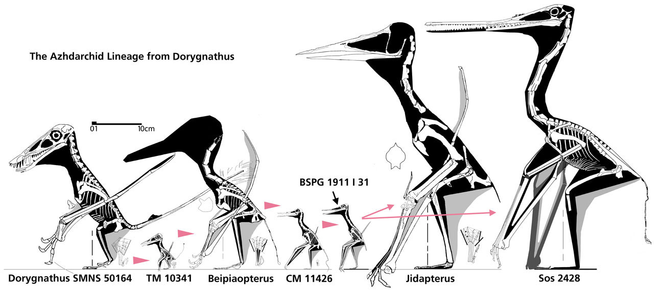 Dorygnathus-Azhdarchidae lineage