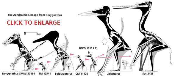 Azhdarchid lineage