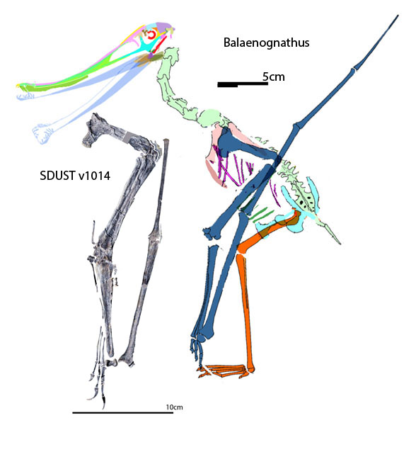 Balaenognathus standing