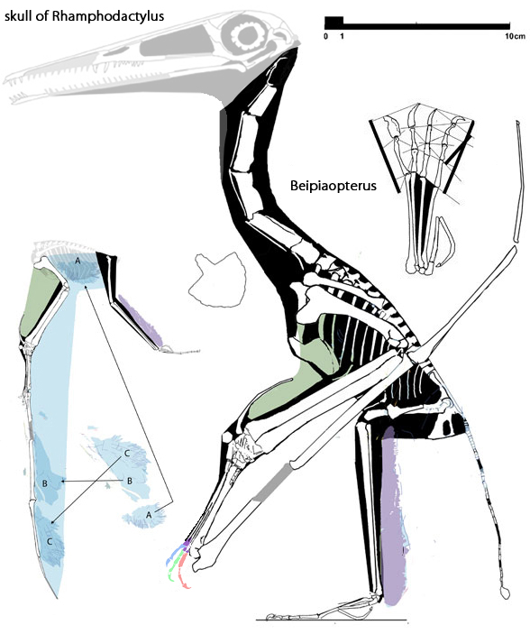 Beipiaopterus