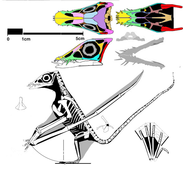 Rhamphorhynchus the BMM specimen