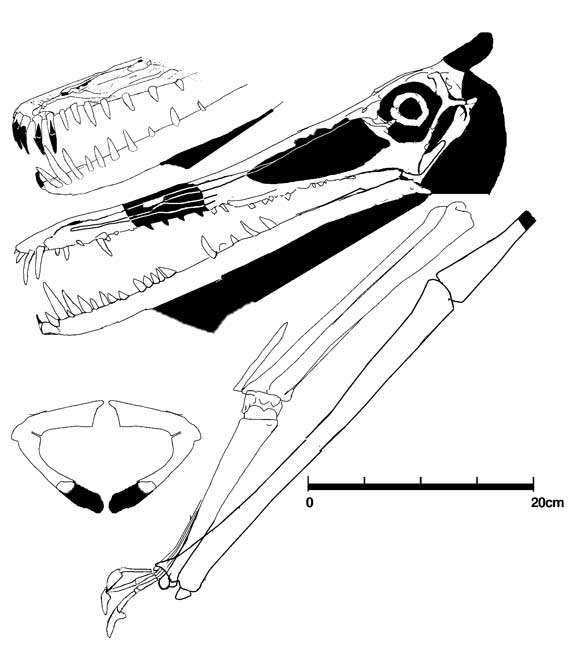 Brasileodactylus