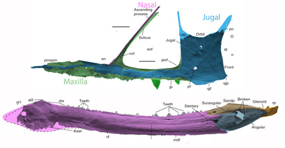 Caelestiventus maxilla