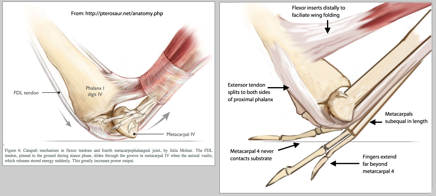 Pterosaur catapult mechanism