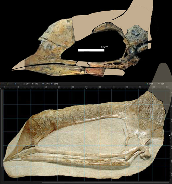 Caupedactylus bones