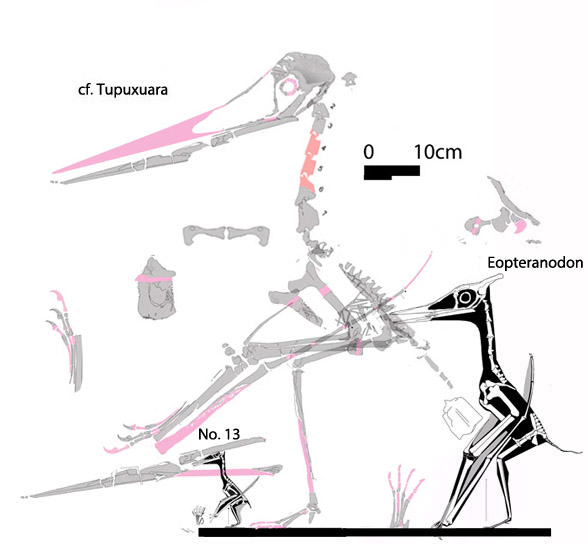 cf. Tupuxuara lateral