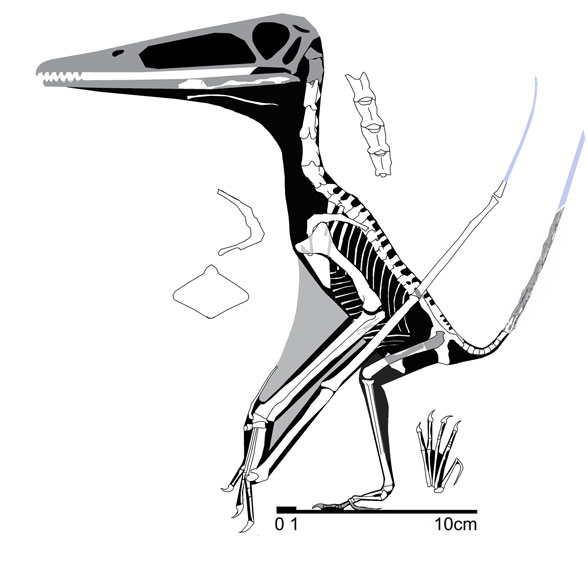 Changchengopterus 2