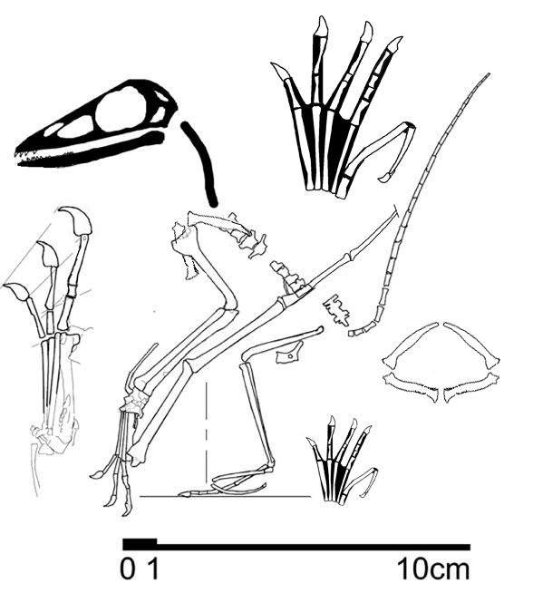 Changchengopterus