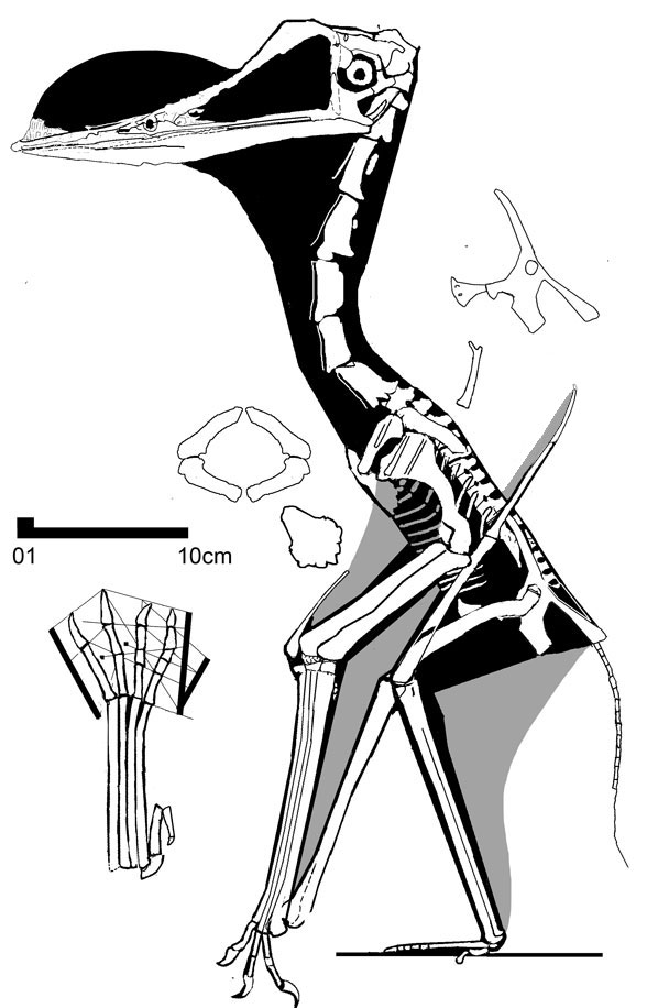 Chaoyangopterus