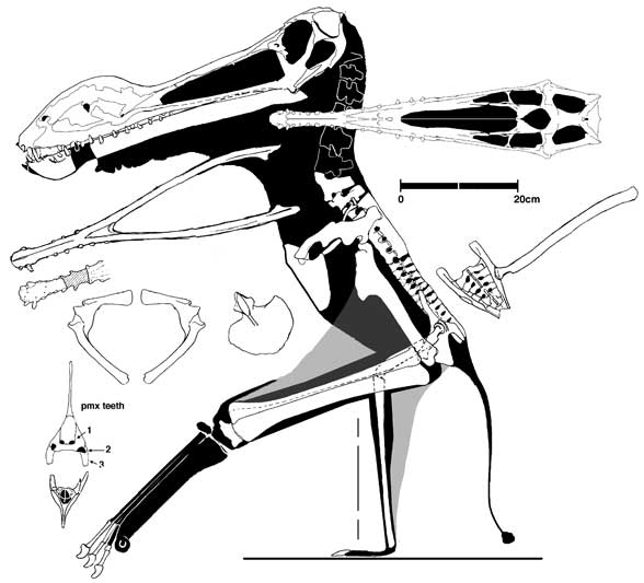 Colobrhynchus