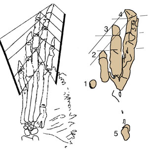 Cosesaurus-Rotodactylus compared