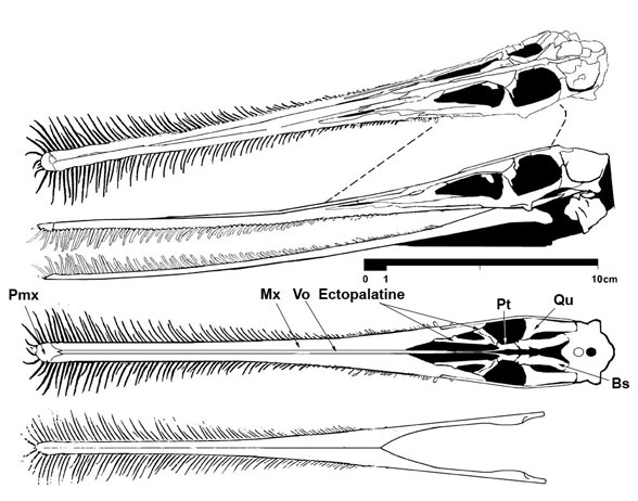 Ctenochasma SMNS 81803