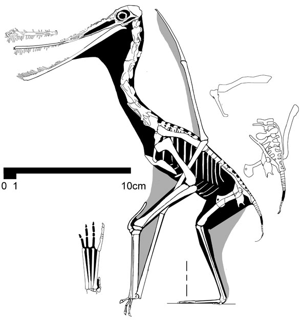 Ctenochasma gracile No. 65