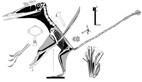 Darwinopterus YH2000