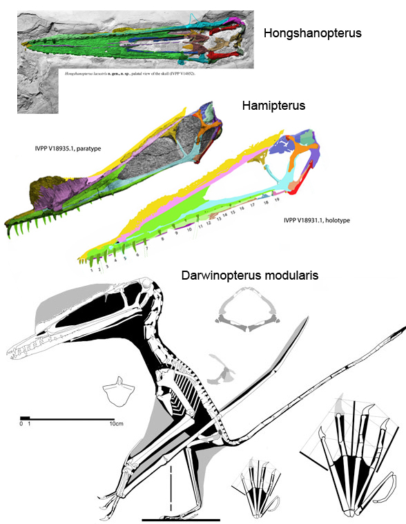 Darwinopterus and Hamipterus