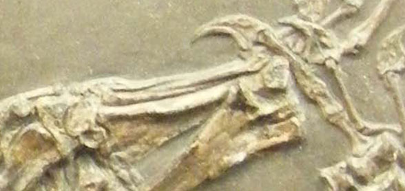 Dorygnathus sp. manual digit 5