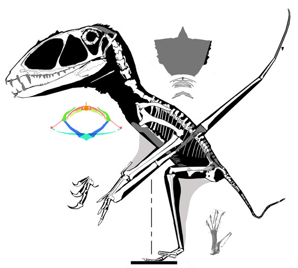 Dimorphodon