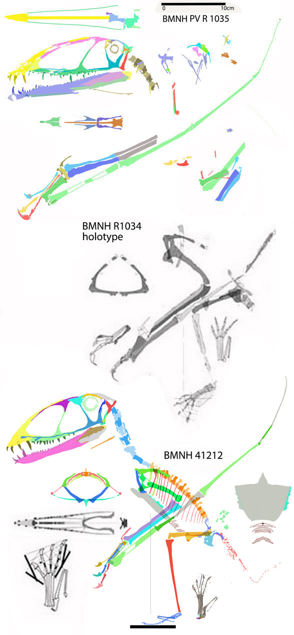 Dimorphodon specimens compared