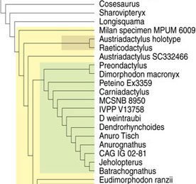 Dimorphodontoidea