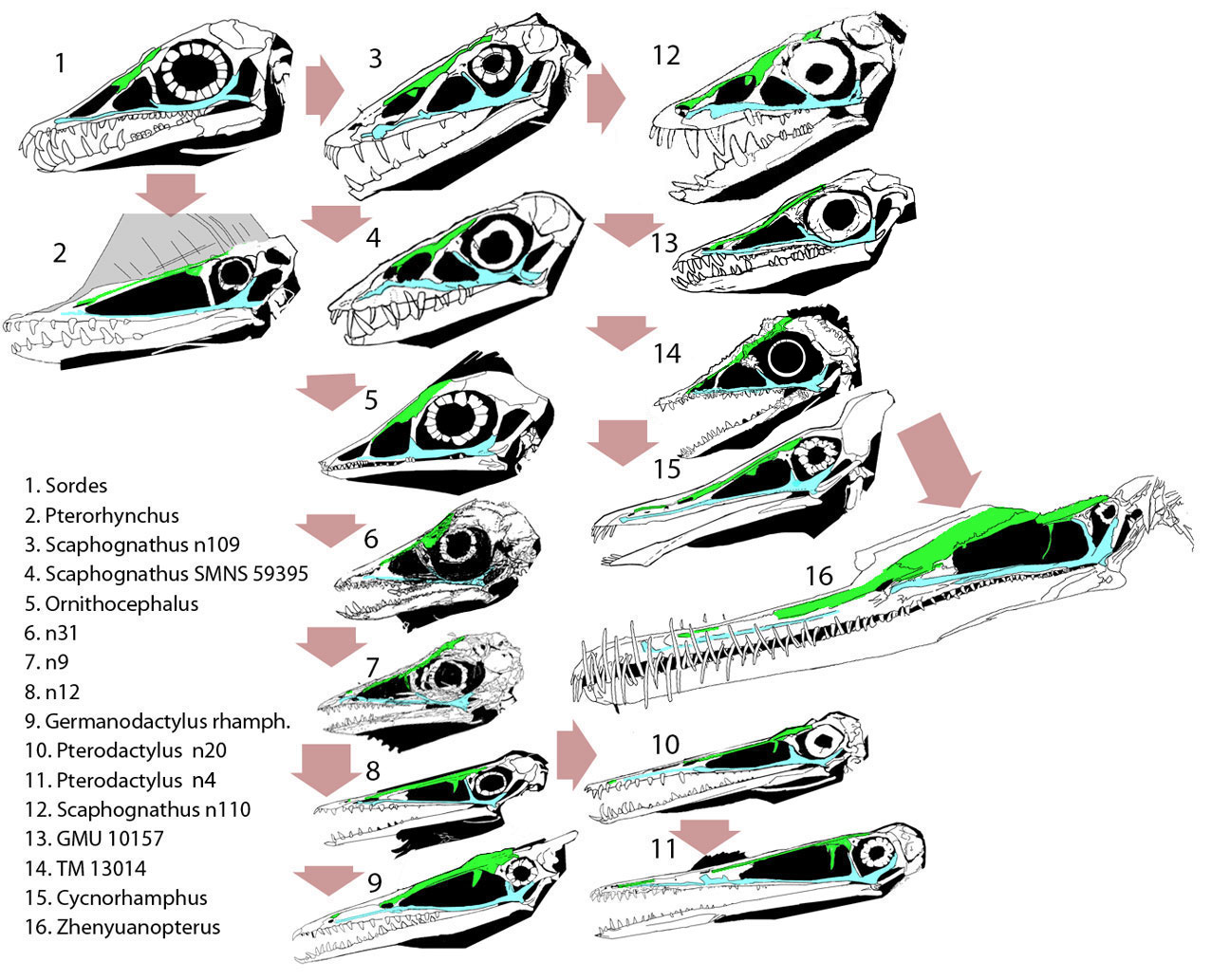 Disappearance of the Pterosaur Naris A