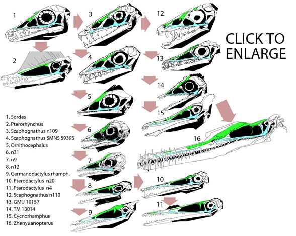 Disappearance of the Pterosaur Naris A