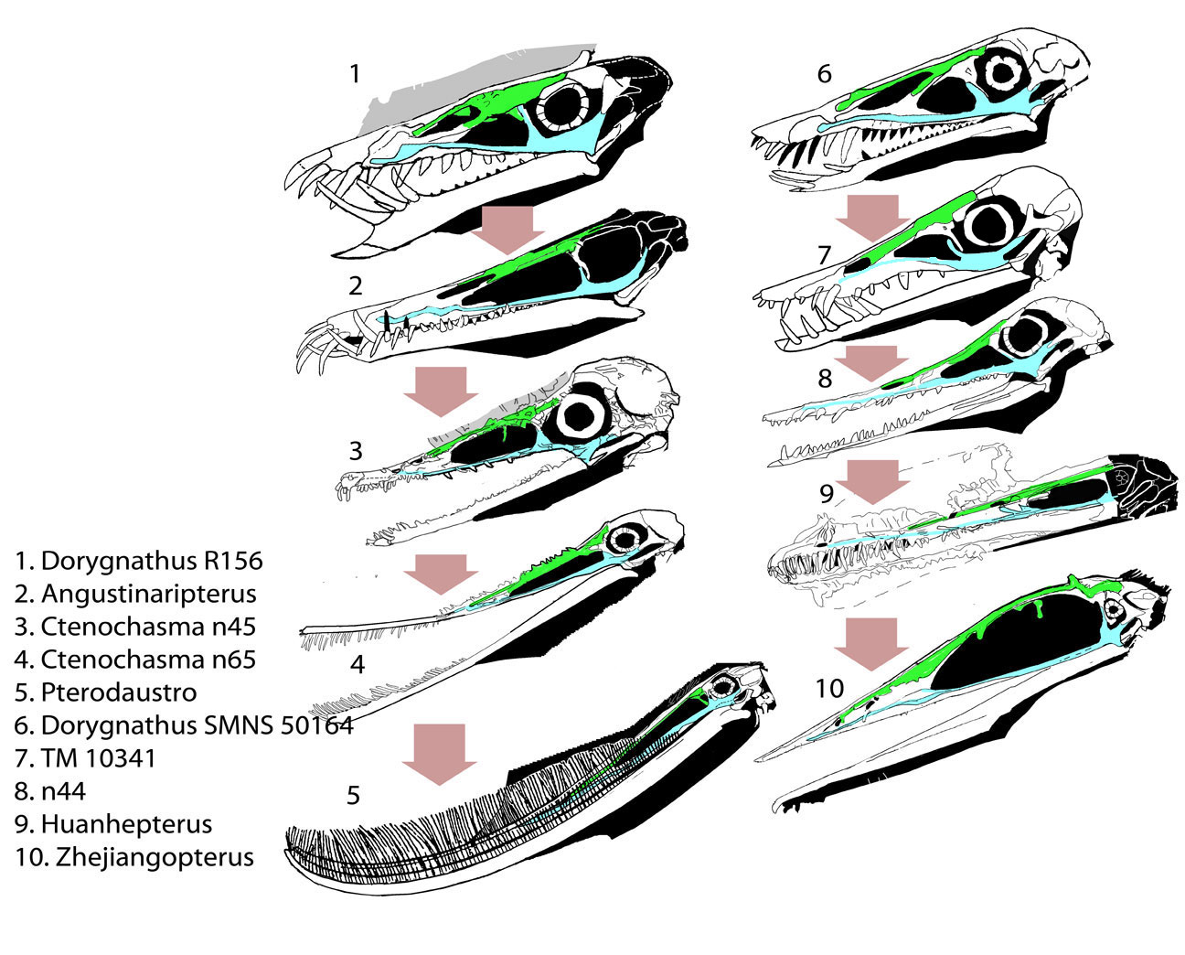 Disappearance of the Pterosaur Naris