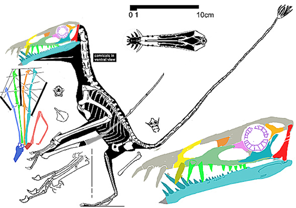 Dorygnathus, the Donau specimen