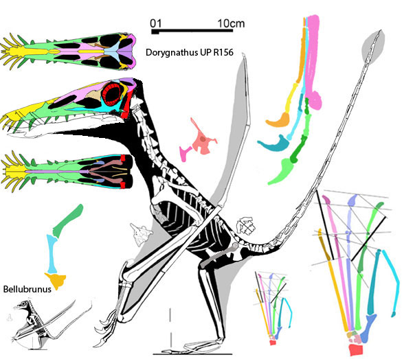 Dorygnathus R156