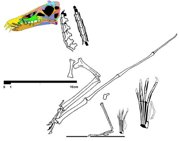 Dorygnathus SMNS 55886