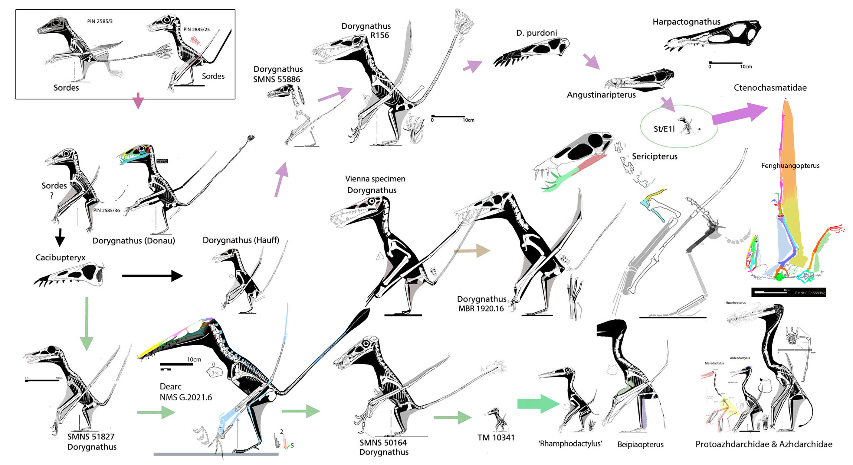 Dorygnathus surprising variety in the genus