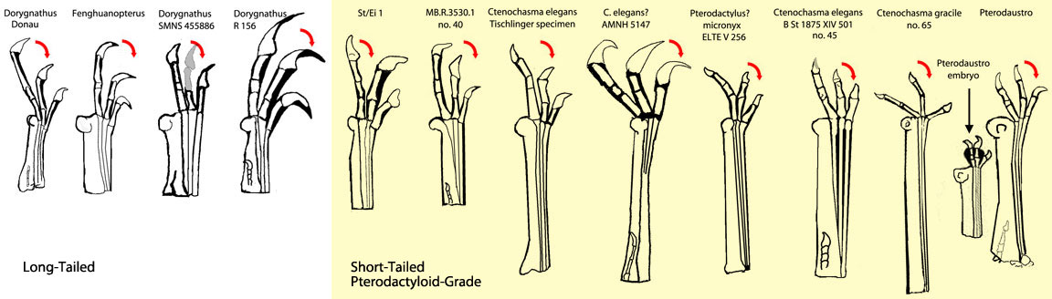 Dorygnathus to Ctenochasmatid