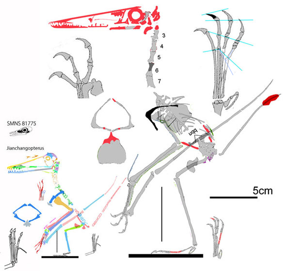 Douzhanopterus