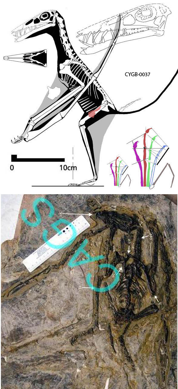 Fenghuangoperus holotype CyGB-0037