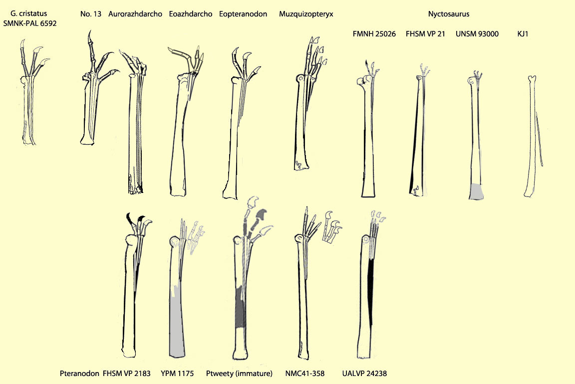 Pterosaur fingers Germanodactylus to Pteranodon