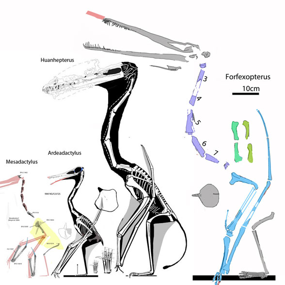 Forfexopterus and Huanhepterus to scale