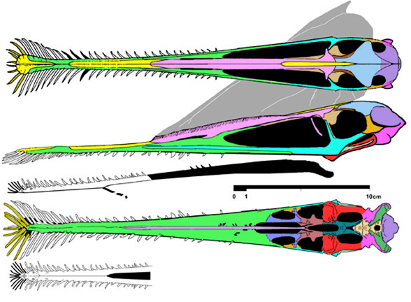 Gnathosaurus