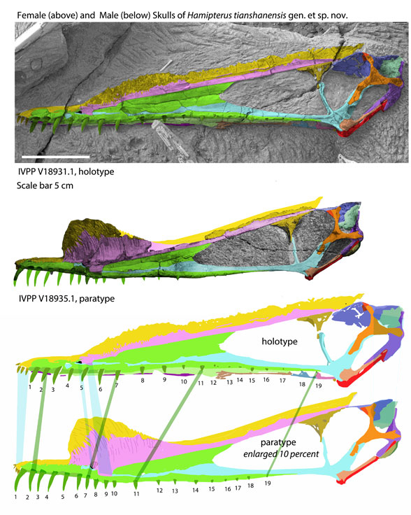 Hamipterus skulls by gender