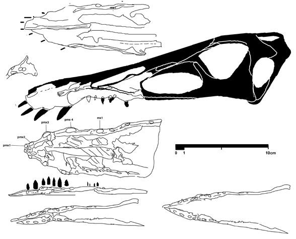 Harpactognathus