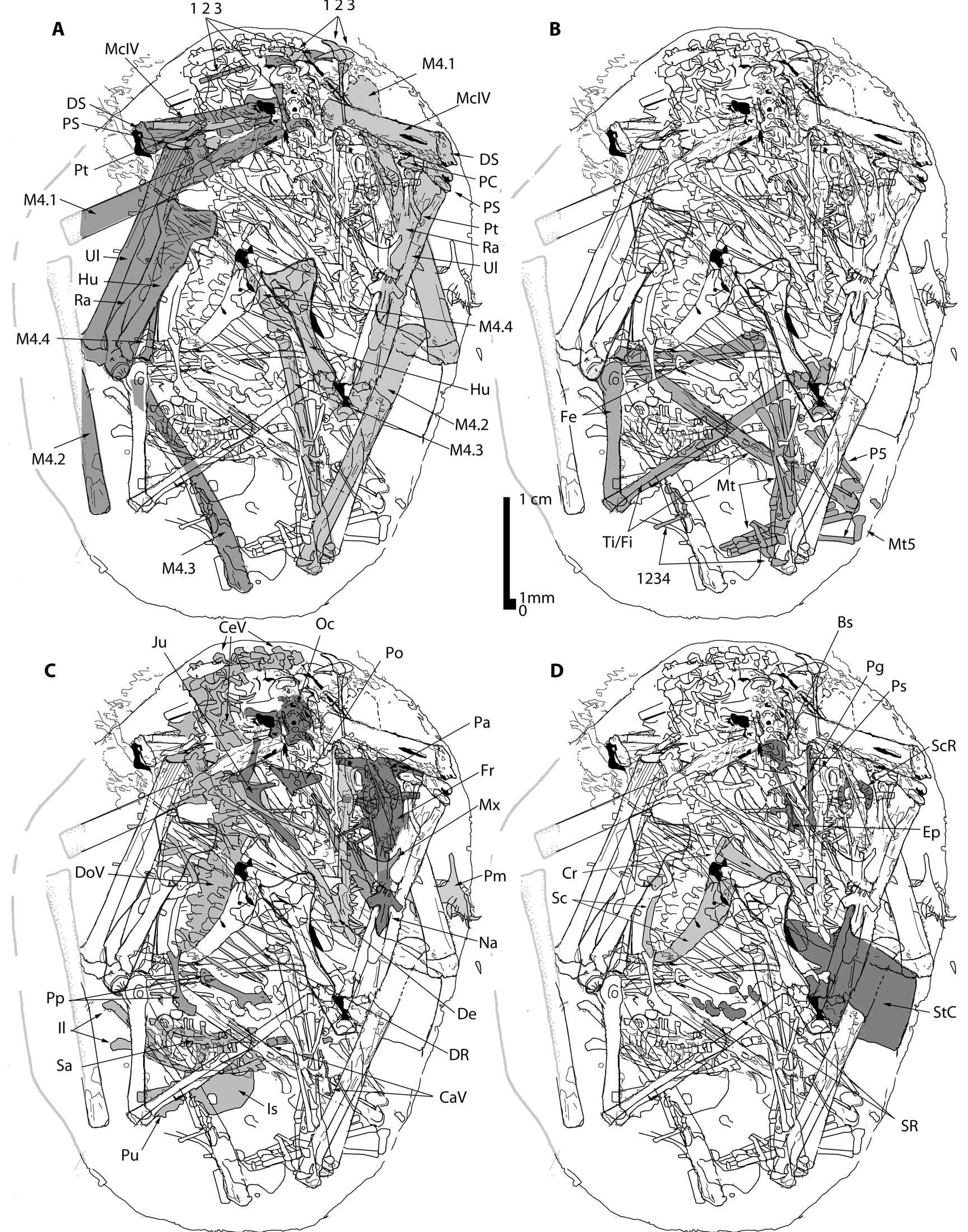 IVPP embryo pterosaur