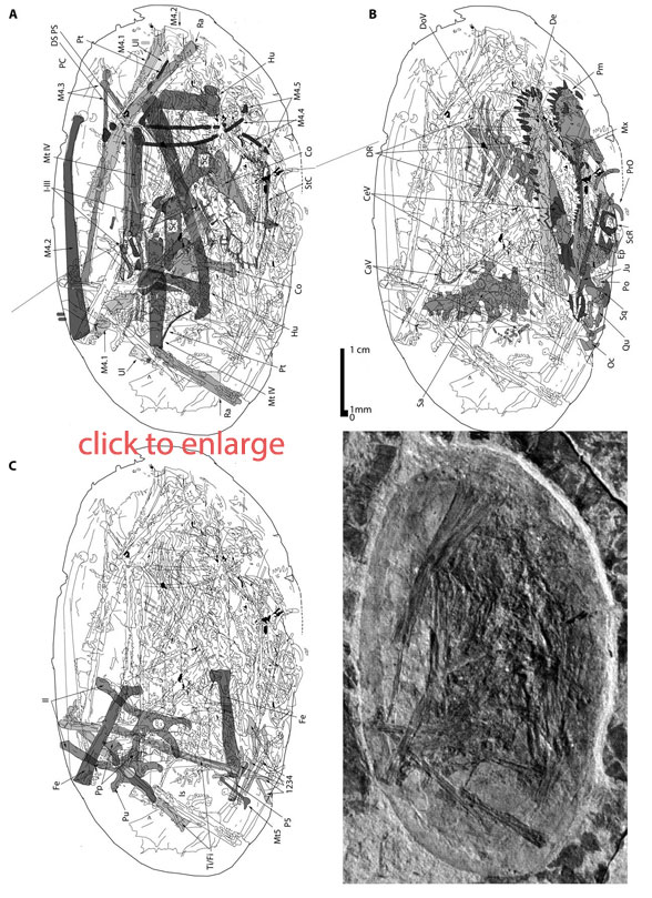 JZMP embryo egg