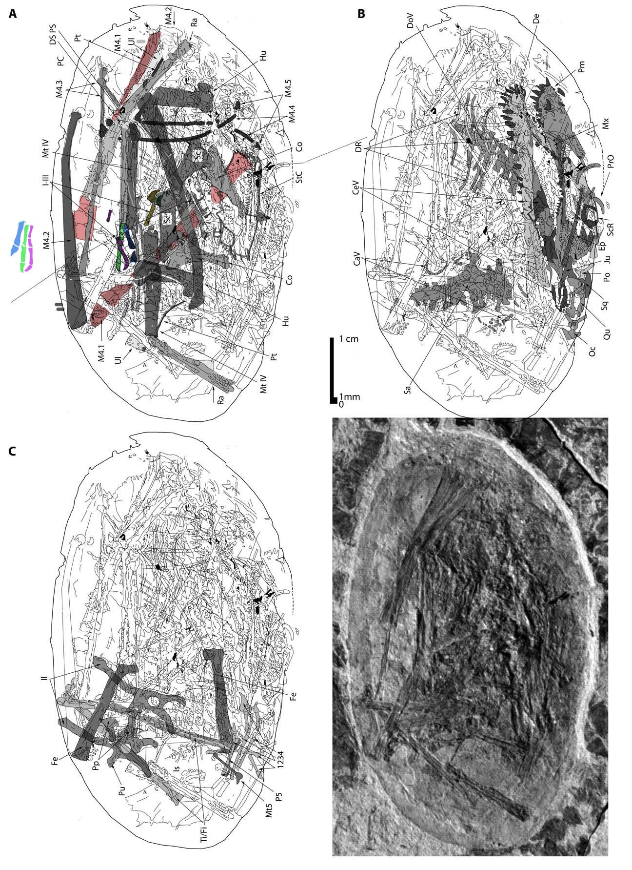 The JZMP pterosaur embryo in situ