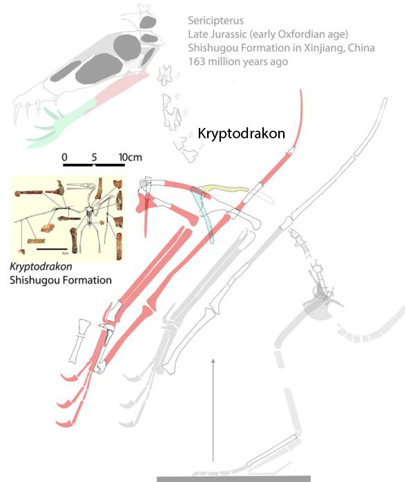 Kryptodrakon