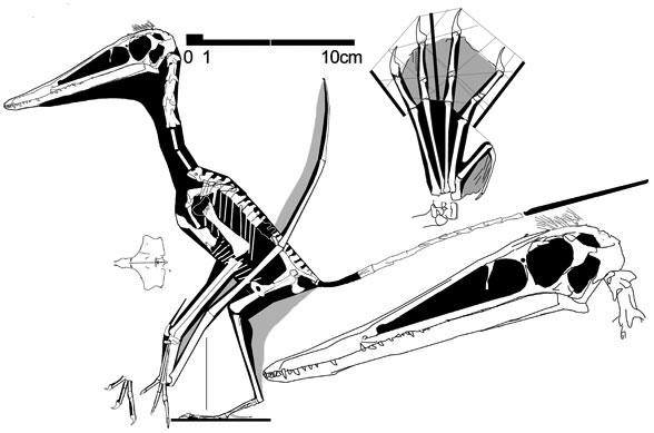 Kunpengopterus