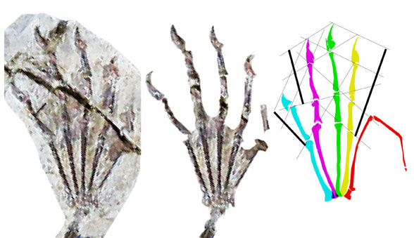 Kunpengopterus both feet compared